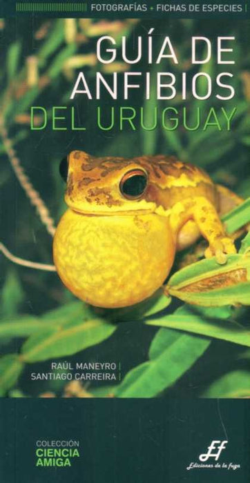 GUIA DE ANFIBIOS DEL URUGUAY* | Manyero, Crreira